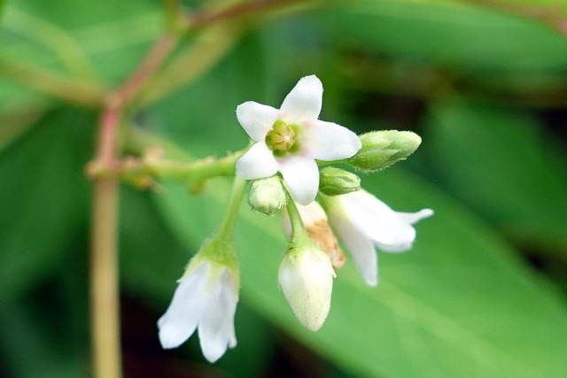 Apocynum androsaemifolium