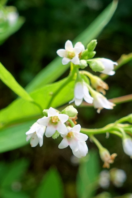 Apocynum androsaemifolium