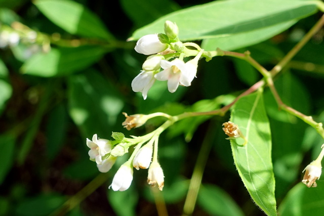 Apocynum androsaemifolium