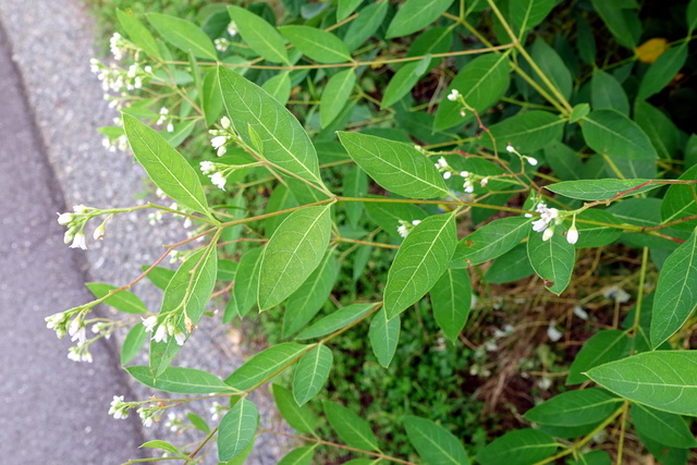 Apocynum androsaemifolium - leaves