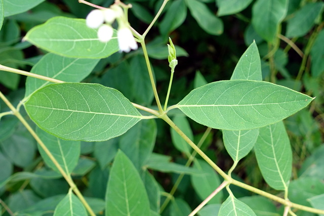 Apocynum androsaemifolium - leaves