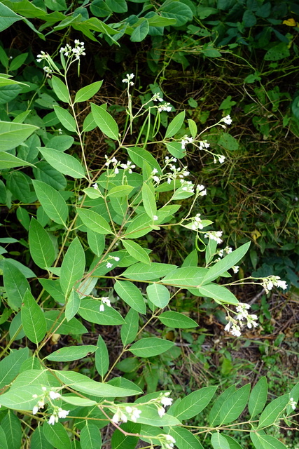 Apocynum androsaemifolium - plant