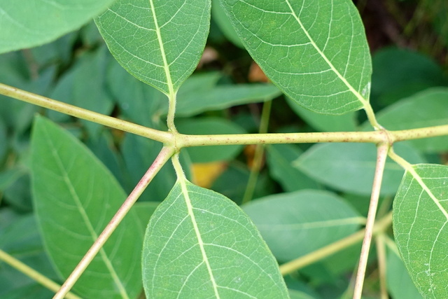 Apocynum androsaemifolium - stem