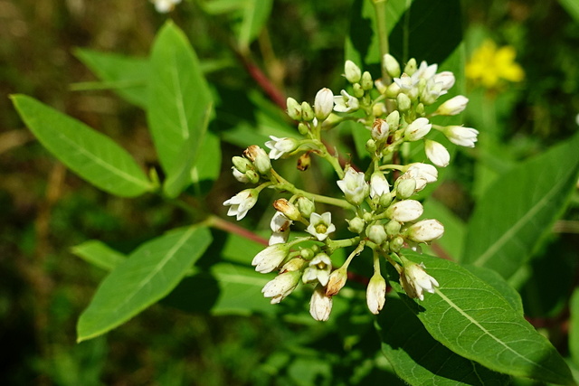 Apocynum cannabinum