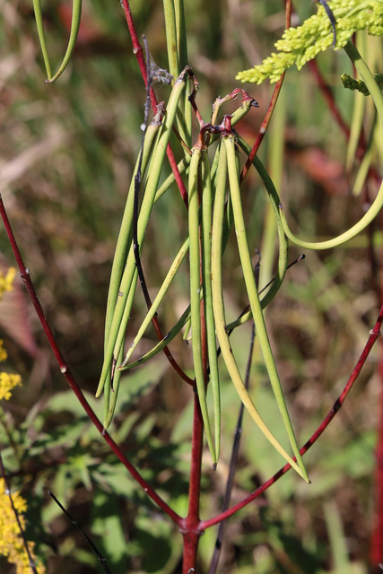 Apocynum cannabinum - fruit