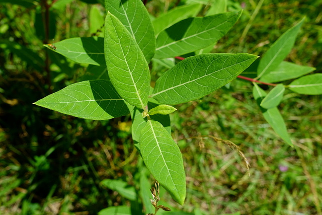 Apocynum cannabinum - leaves