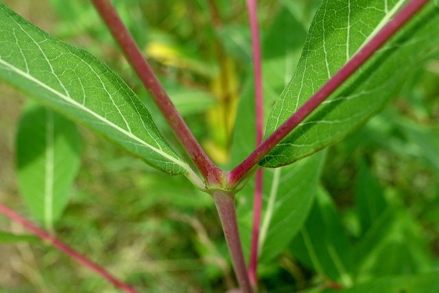 Apocynum cannabinum - stem