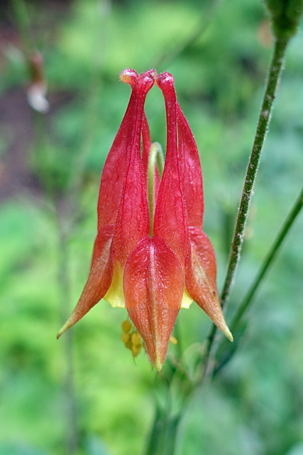 Aquilegia canadensis