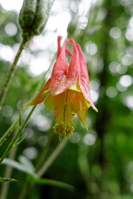 Aquilegia canadensis