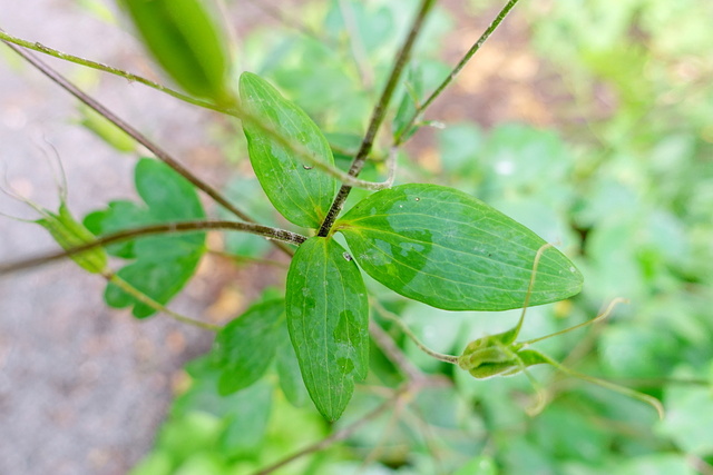 Aquilegia canadensis - upper leaves