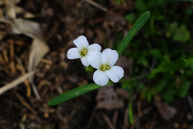 Arabidopsis lyrata