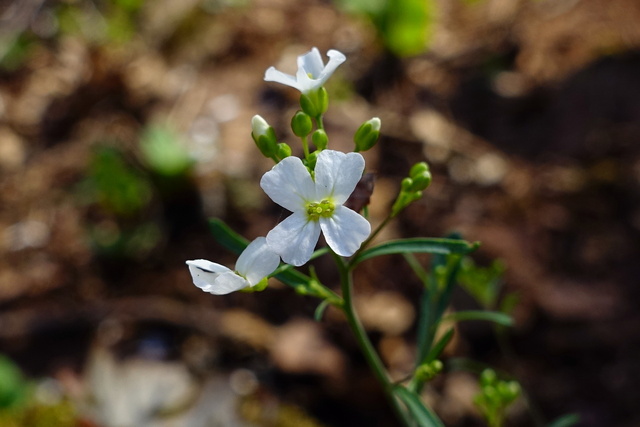 Arabidopsis lyrata