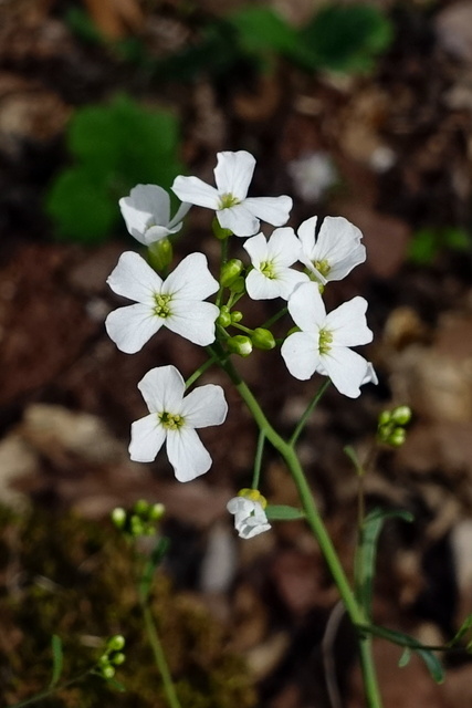 Arabidopsis lyrata