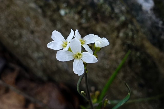 Arabidopsis lyrata