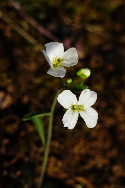 Arabidopsis lyrata