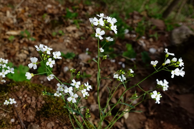 Arabidopsis lyrata