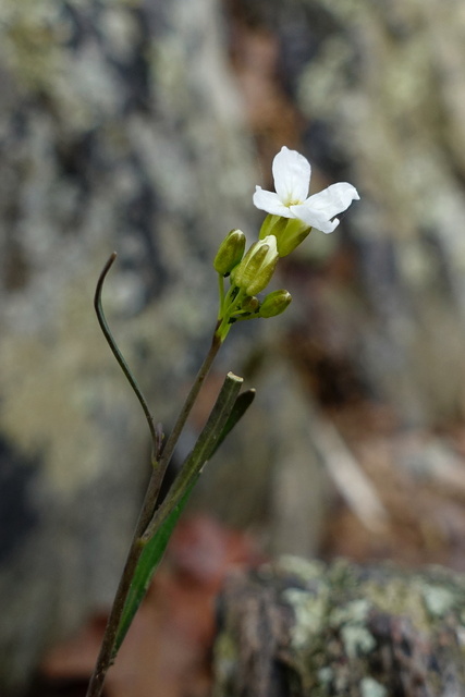 Arabidopsis lyrata