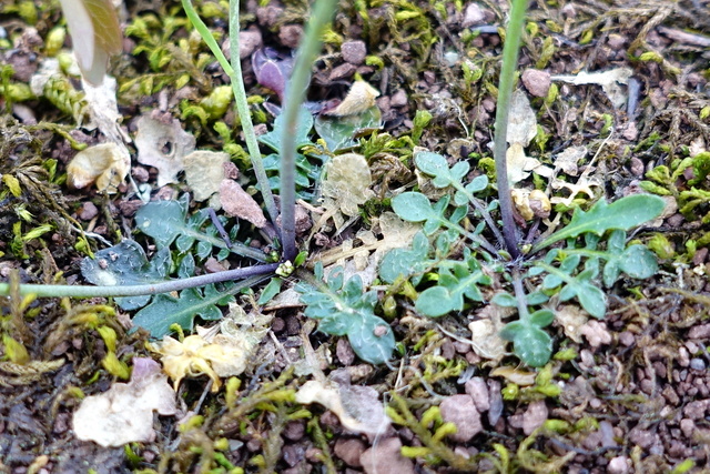 Arabidopsis lyrata - lower leaves