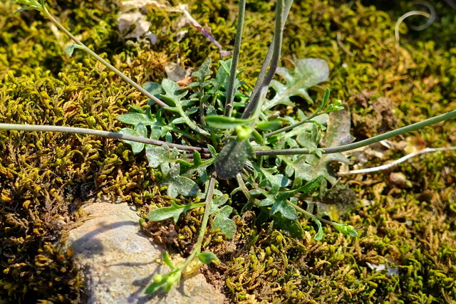 Arabidopsis lyrata - lower leaves