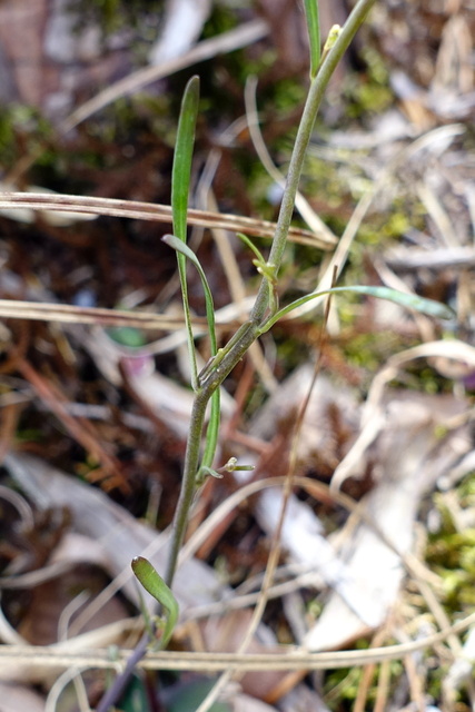 Arabidopsis lyrata - stem