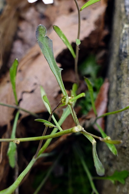 Arabidopsis lyrata - upper leaves