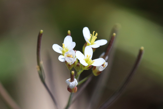 Arabidopsis thaliana