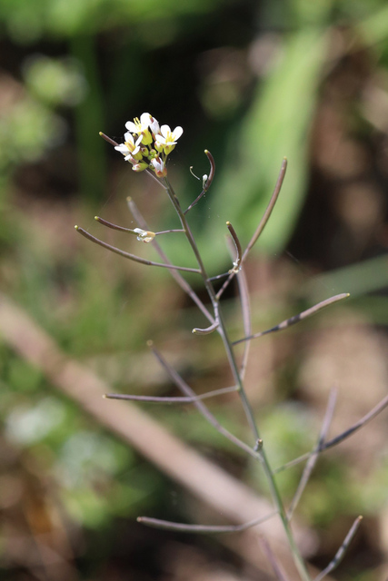 Arabidopsis thaliana