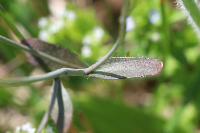 Arabidopsis thaliana - leaves