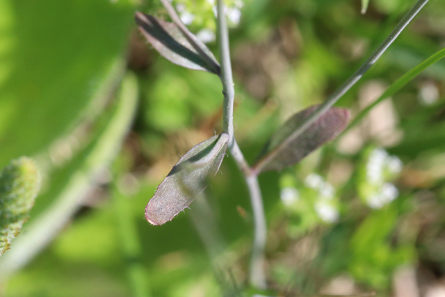 Arabidopsis thaliana - leaves