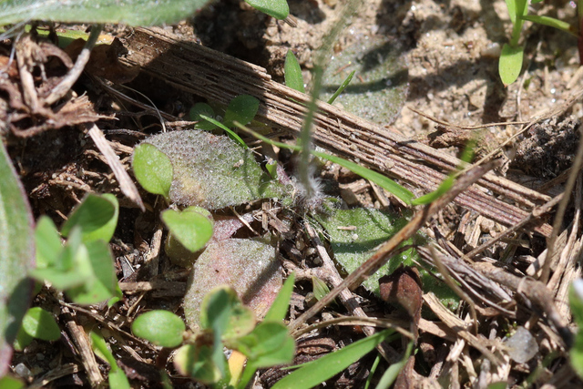 Arabidopsis thaliana - leaves