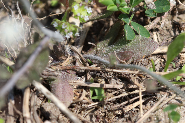 Arabidopsis thaliana - leaves