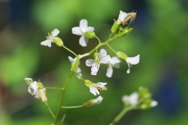 Arabis patens