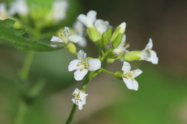 Arabis patens