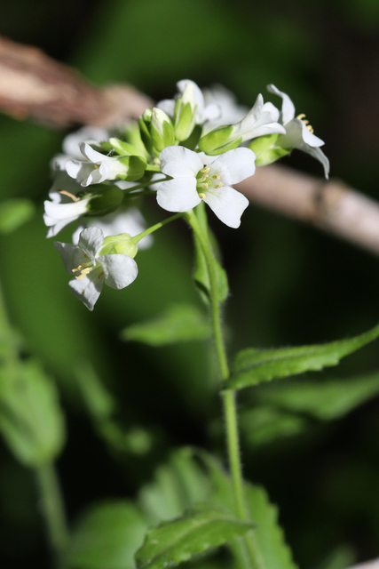 Arabis patens