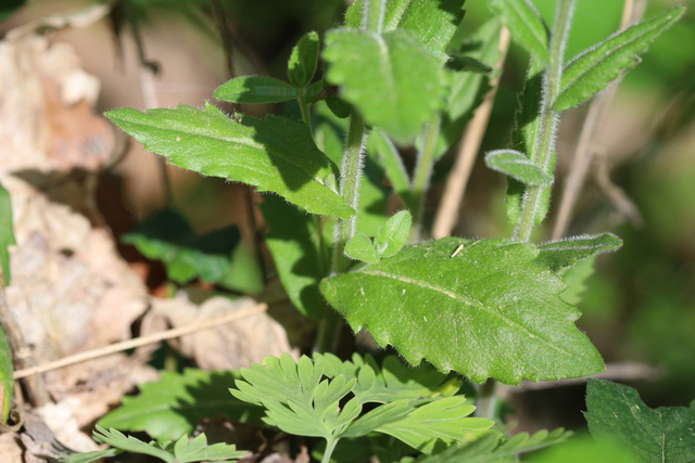 Arabis patens - leaves