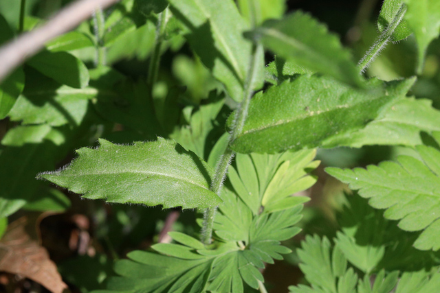 Arabis patens - leaves