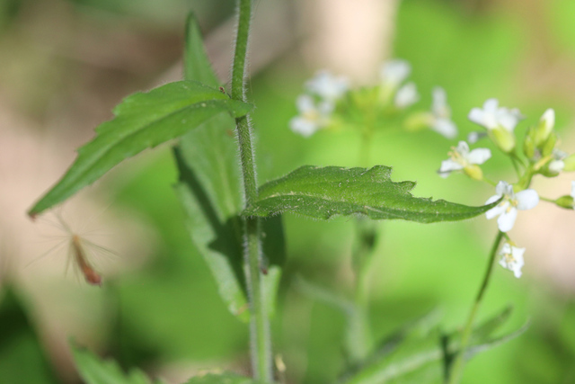 Arabis patens - leaves