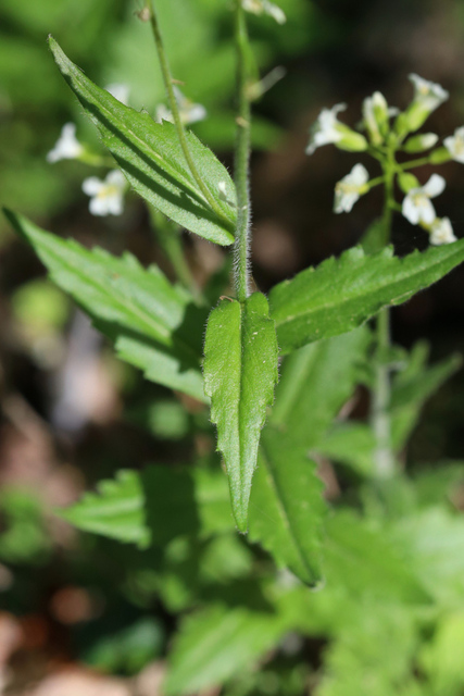 Arabis patens - leaves