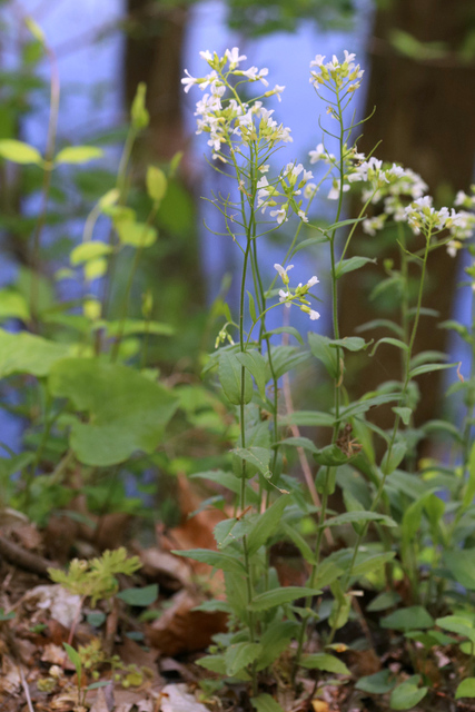 Arabis patens - plants