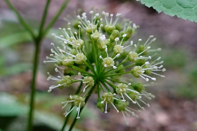 Aralia nudicaulis