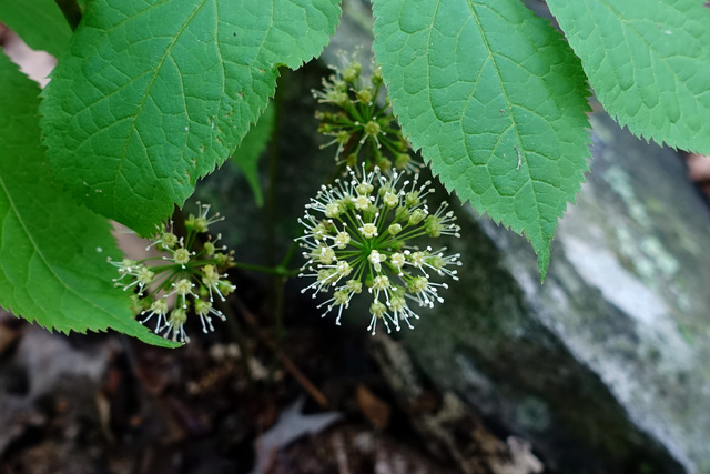 Aralia nudicaulis