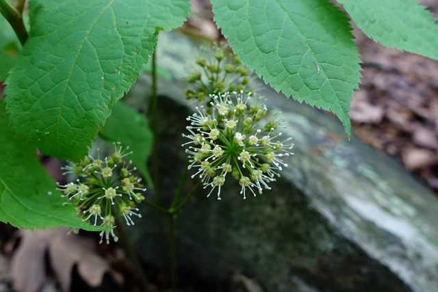 Aralia nudicaulis