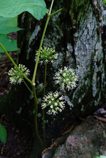 Aralia nudicaulis