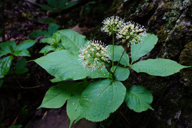 Aralia nudicaulis