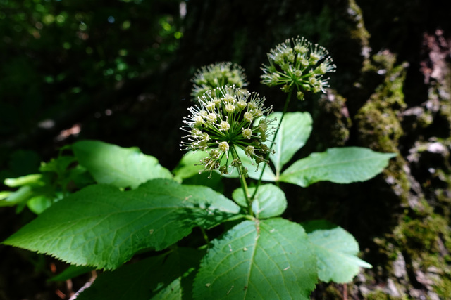 Aralia nudicaulis