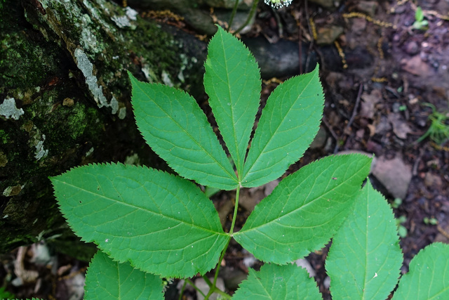 Aralia nudicaulis - leaves