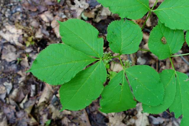 Aralia nudicaulis - leaves