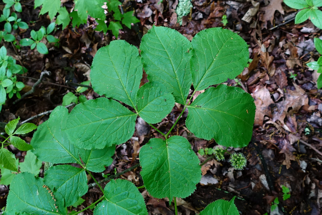 Aralia nudicaulis - leaves