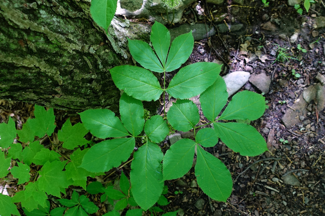 Aralia nudicaulis - leaves