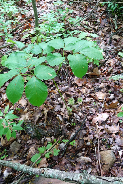 Aralia nudicaulis - plant